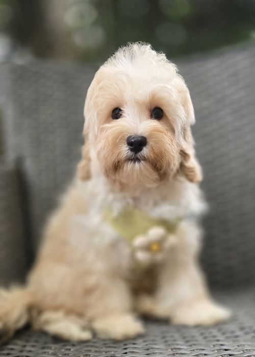 Maltipoo / chłopczyk
