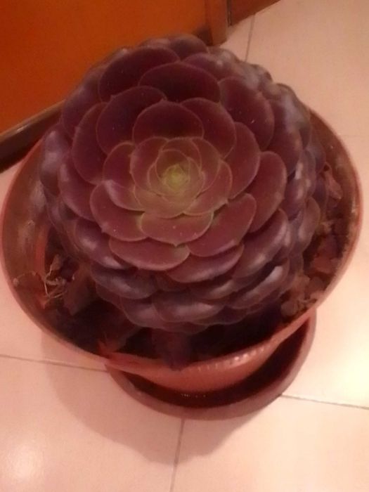 Plantas suculentas muito bonitas.