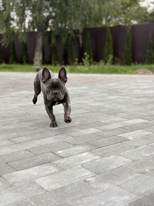 Продам французського бульдога
