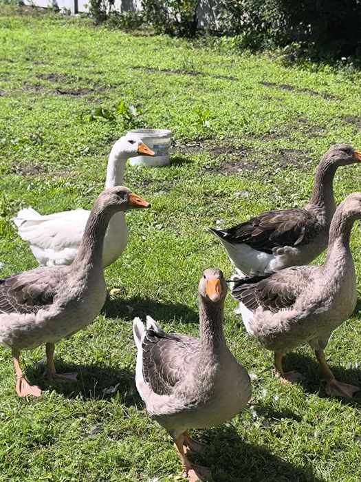 Gęsi łabędziowe sprzedam