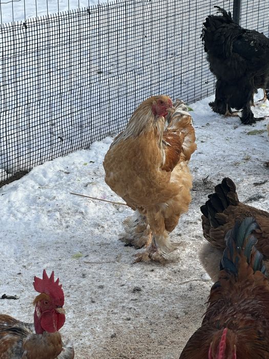 Koguty „Brahma”.