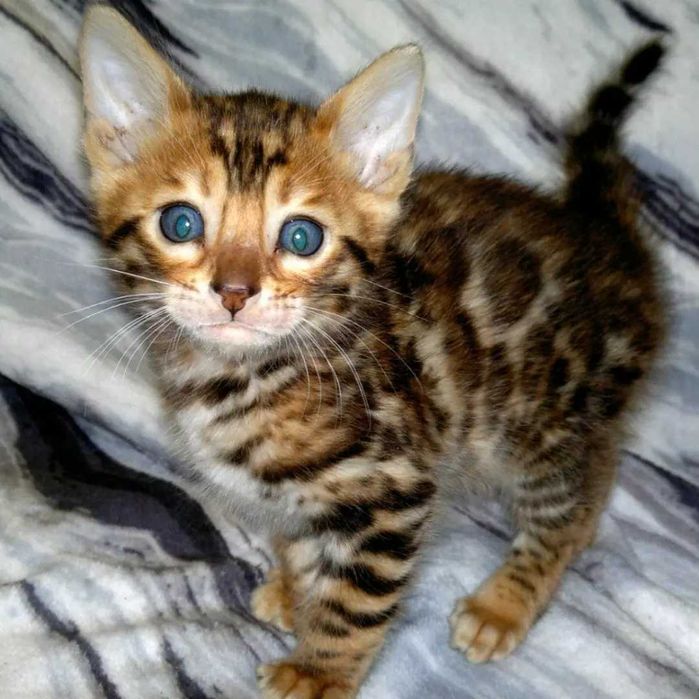 Шикарні бенгальські кошенятка. Всі BENn24 розетка на золоті