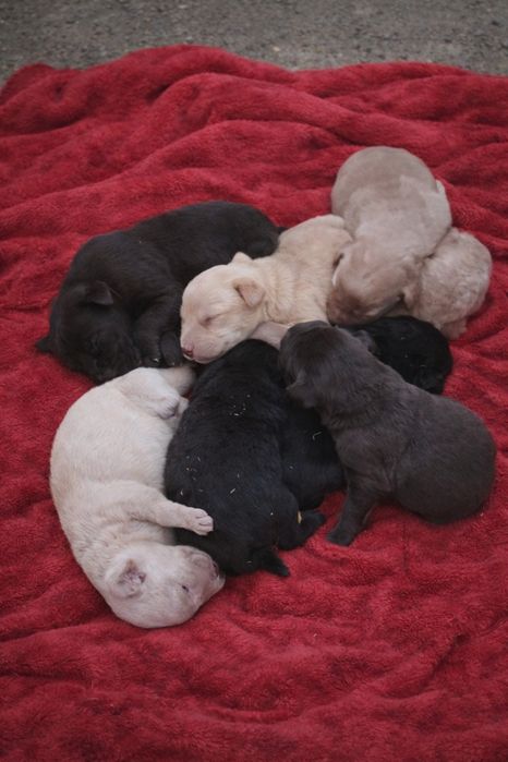 Labrador retriever dziewczynka czarna