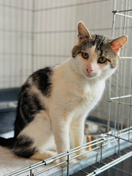 Uroczy kocurek do adopcji