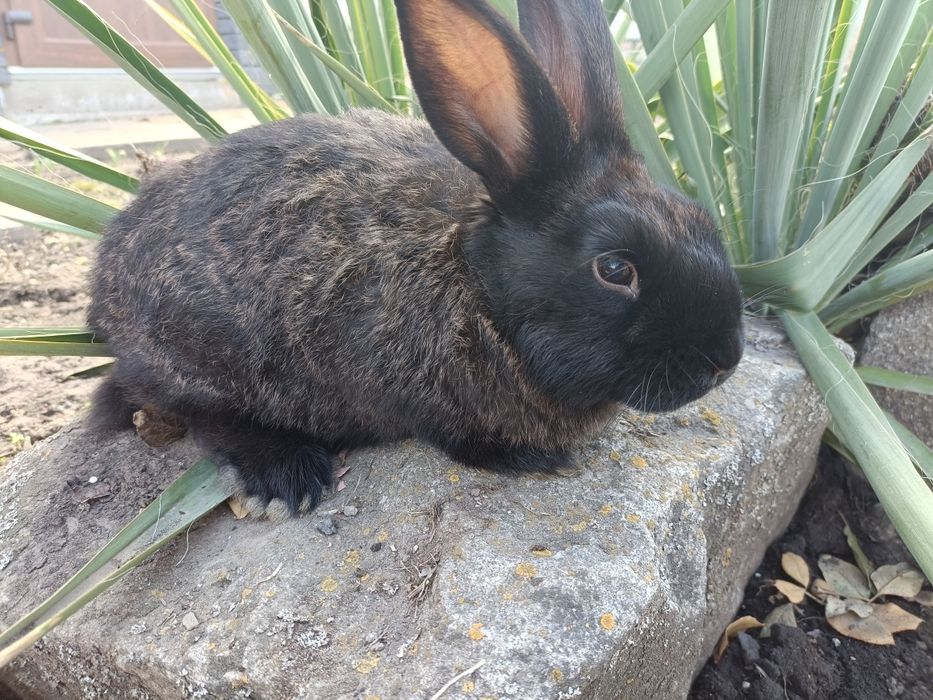 Продажа кролів...