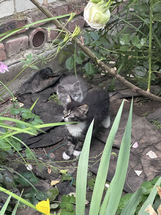 Кошенята в добрі руки