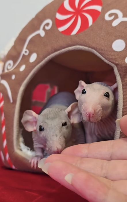 Очаровательные крыски сфинксы