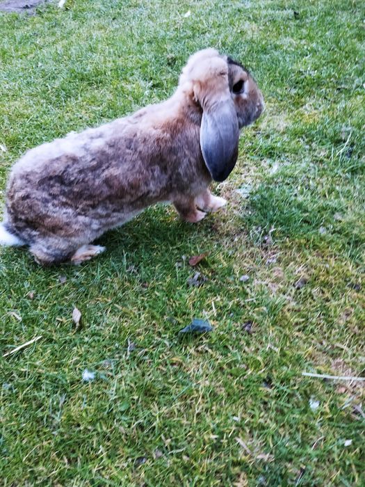 Króliki barany Francuskie w różnym wieku.