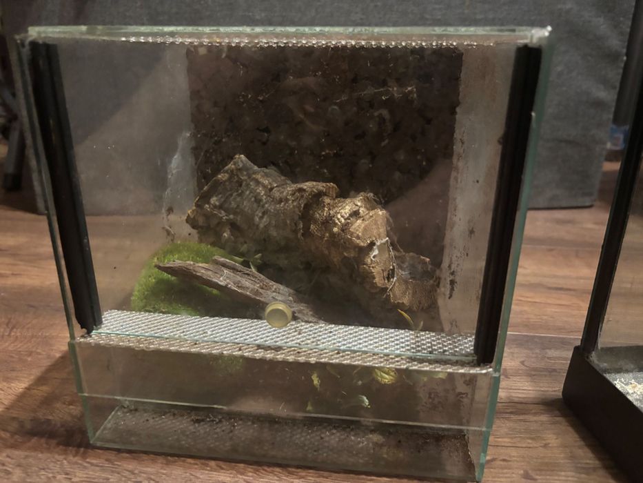 terrarium z rzeczami dla pająka