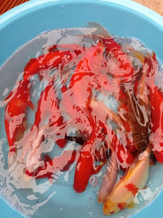 Kinguios cometas e sarasas peixes adultos