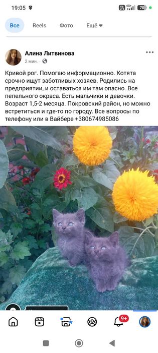 Котята ищут семью. Котенок даром. Кот. Кошка. Бесплатно