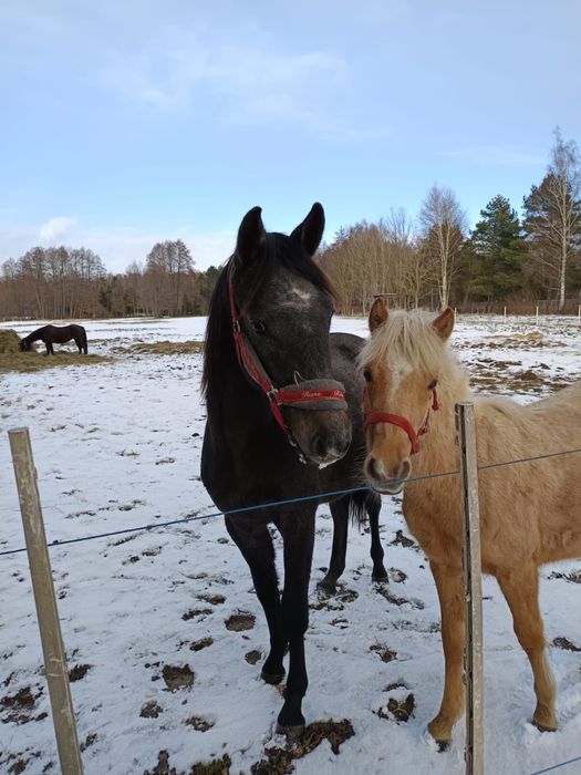 Klacz 9 miesięczna Bardzo Urodziwa