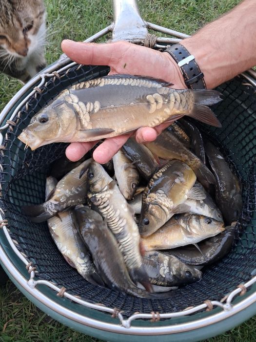 Karp kroczek 20-25cm