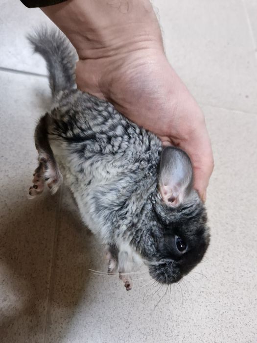 Szynszyl standard aksamitny-ciemny oraz standard i beż
Szylki młode i