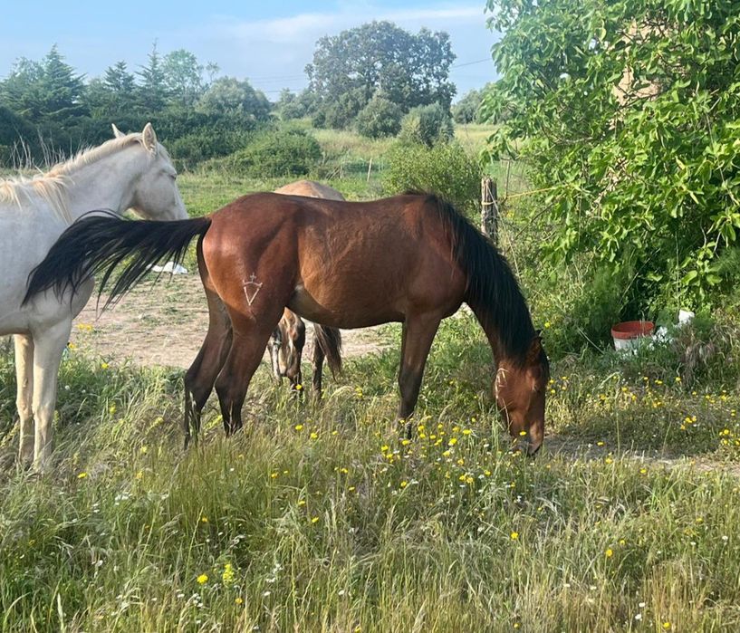 Poldro Lusitano de 2 anos