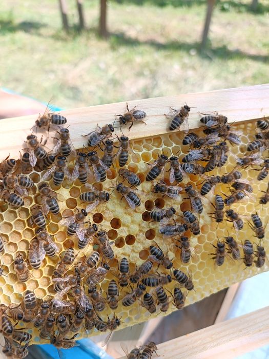 Бджоломатки Карніка