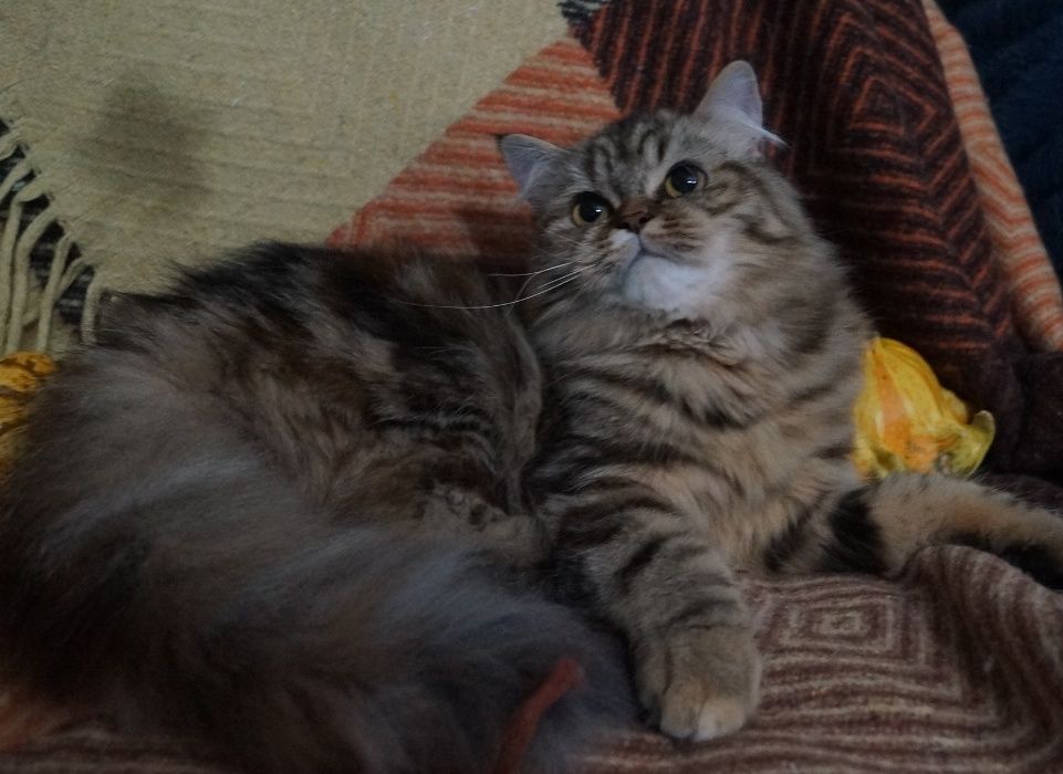 Нарядный хайленд страйт с самым приятным ми-ми-ми характером