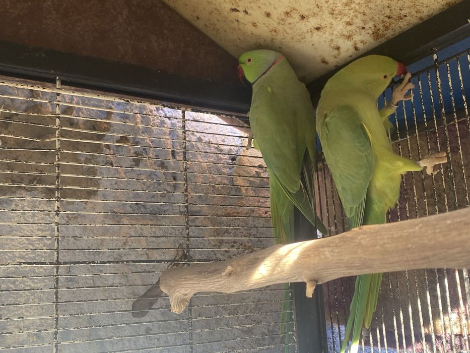 Vendo Ringnecks verdes