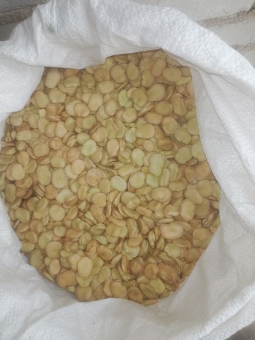 Nasiona bobu rożne odmiany