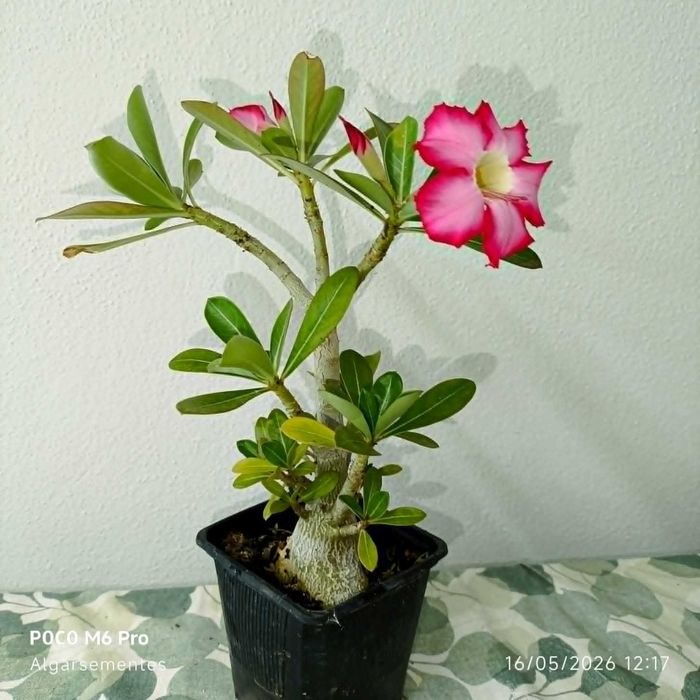 planta rosa do deserto