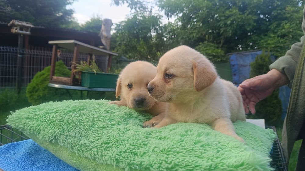 Labrador suczka [ szczeniak ]