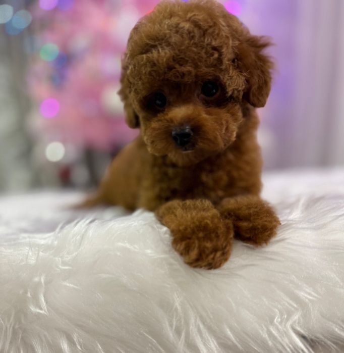 той пудель ред браун . Малиш