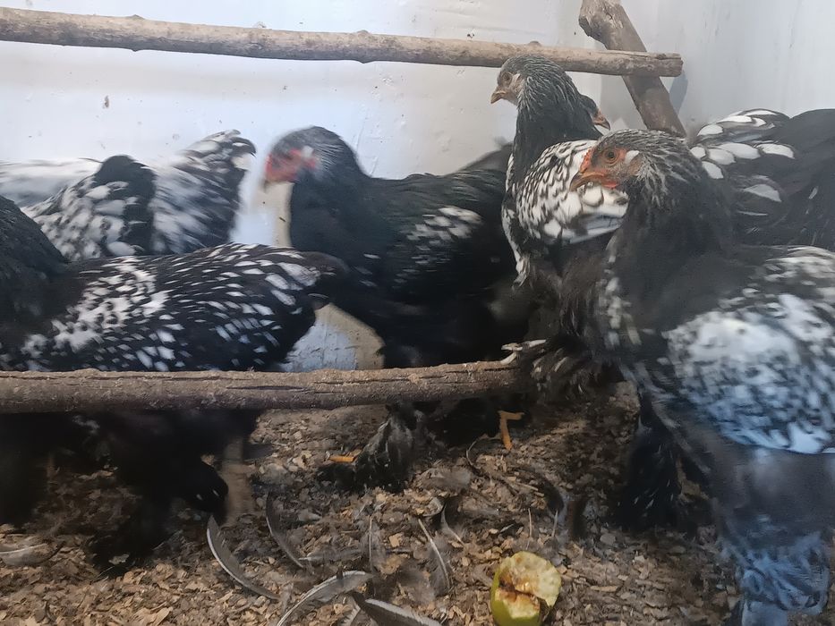 Брама Срібло Молодняк