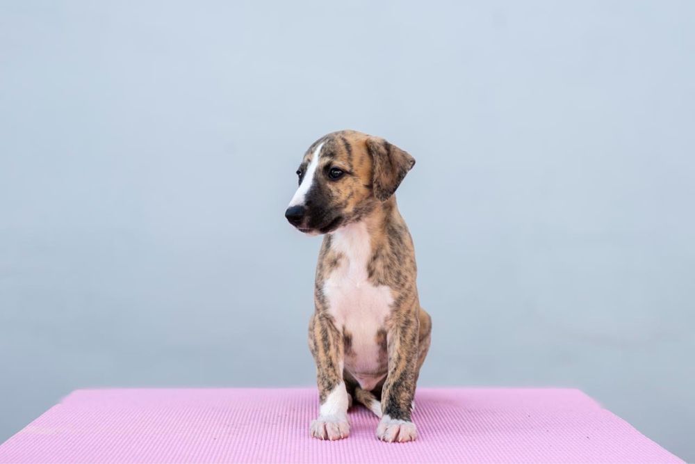 Whippet szczeniak ZKwP/FCI