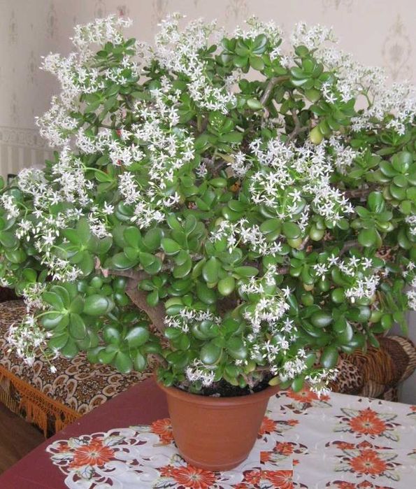 комнатный цветок денежное дерево (взрослый - цветет) высылаю