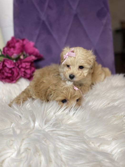 Міні мальтіпу