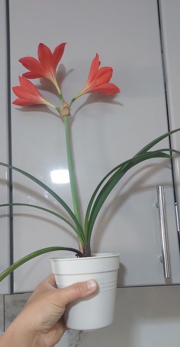 Амариліс пурпуровий, Валлота прекрасна