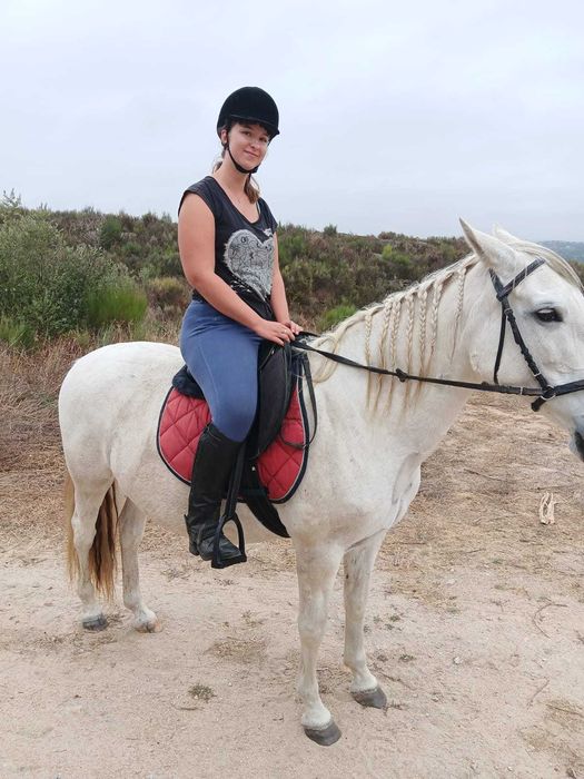 Dois Cavalos (Equas) Luso-Arabe