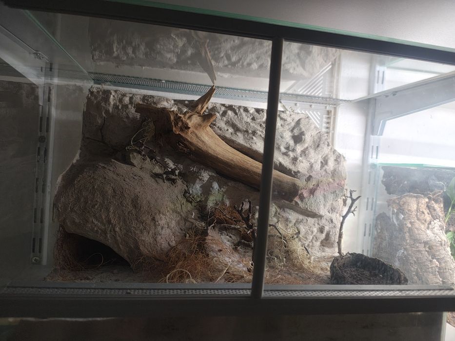 Terrarium ptasznik pająk