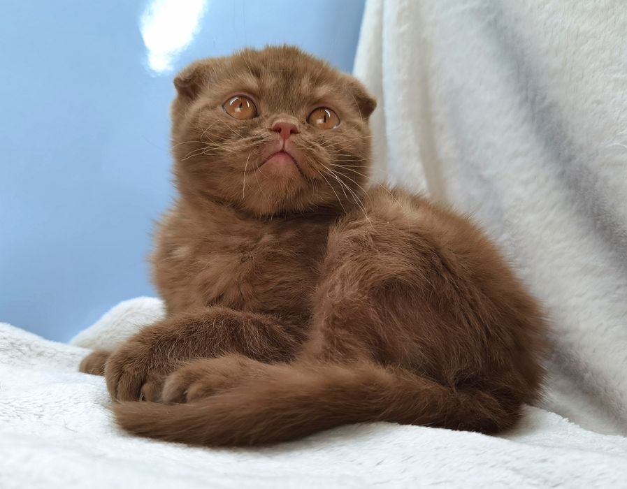 Вислоухий циннамоновый котик не шоколадный с документами и прививками