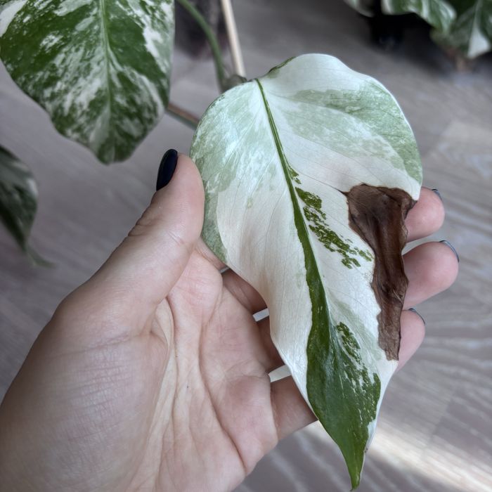 Монстера Альба на 3 листочка