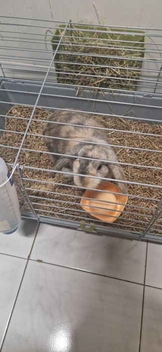 Vendo coelho orelhudo (8 meses)