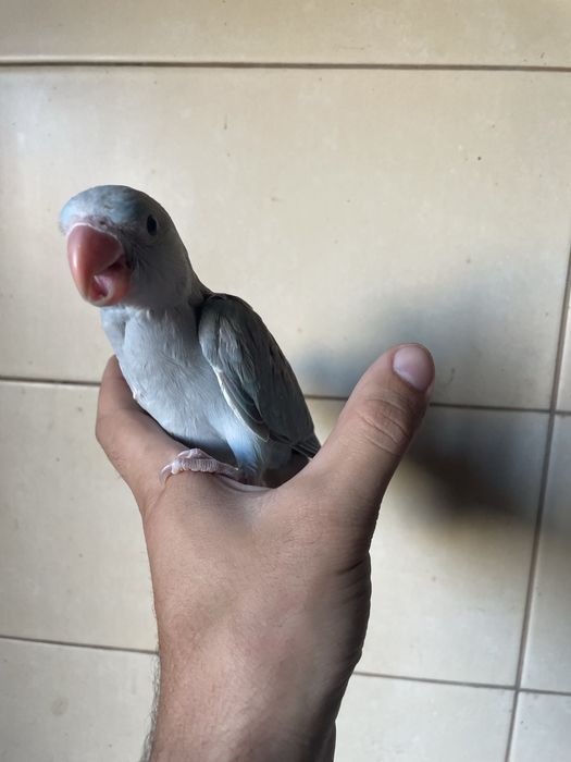 Ring Neck Muito MEIGO AZUL canela