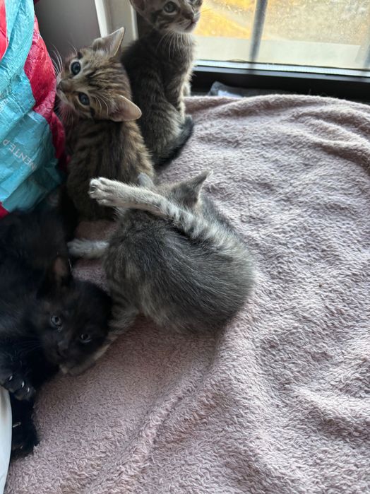 Gatinhos para adoção