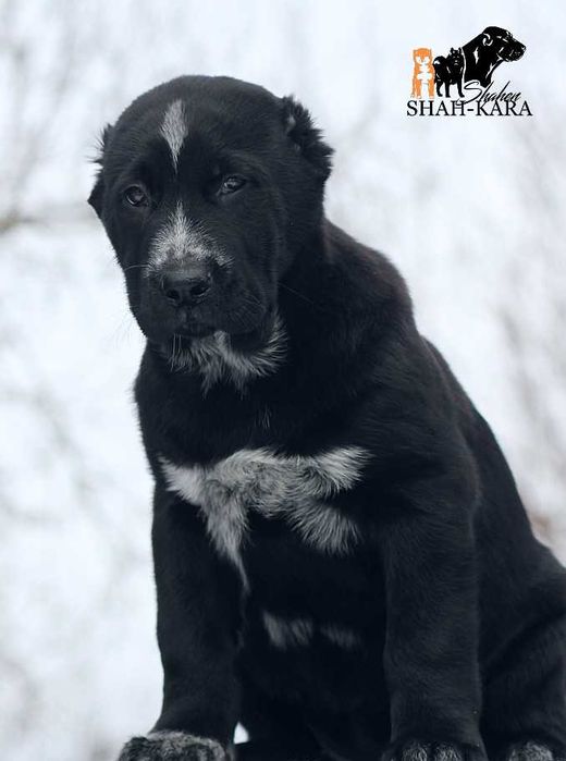 Крупна чорна дівчинка Середньоазіатської вівчарки