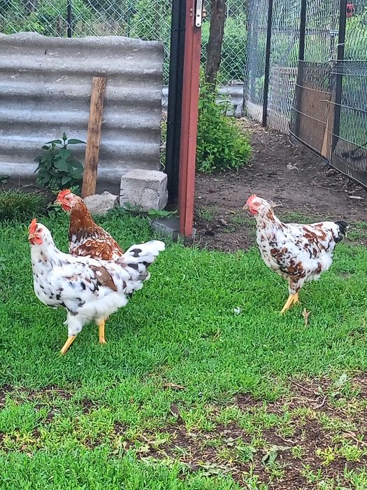 Rasowe koguty Zielononóżki i Tricolor