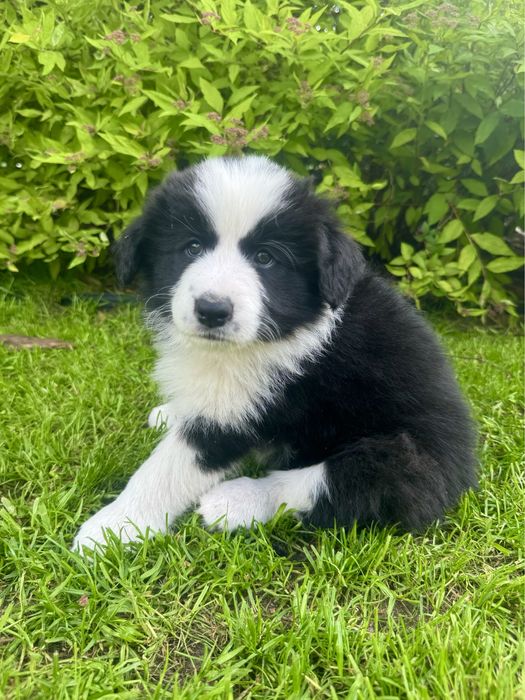 Border collie szczeniak suczka zkwp Szczecin fci
