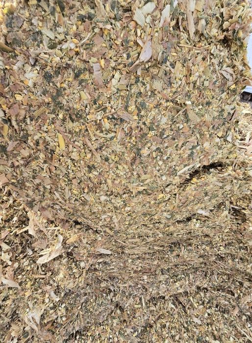 Bele kiszonki z kukurydzy, duża zawartość ziarna