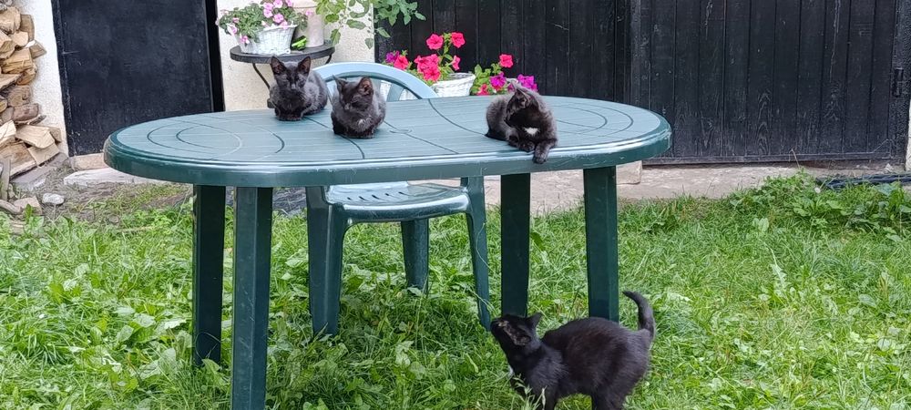 Cudowne 3  kocięta do adopcji