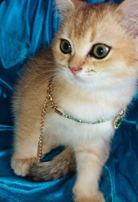 Котенок!Зеленоглазый мальчик !Золотая шиншила