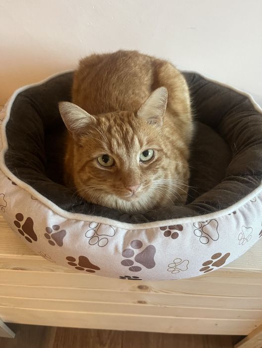 Zaginął kocur Artek