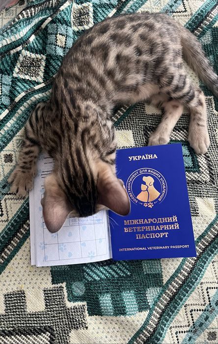 Бенгальске кошенятко