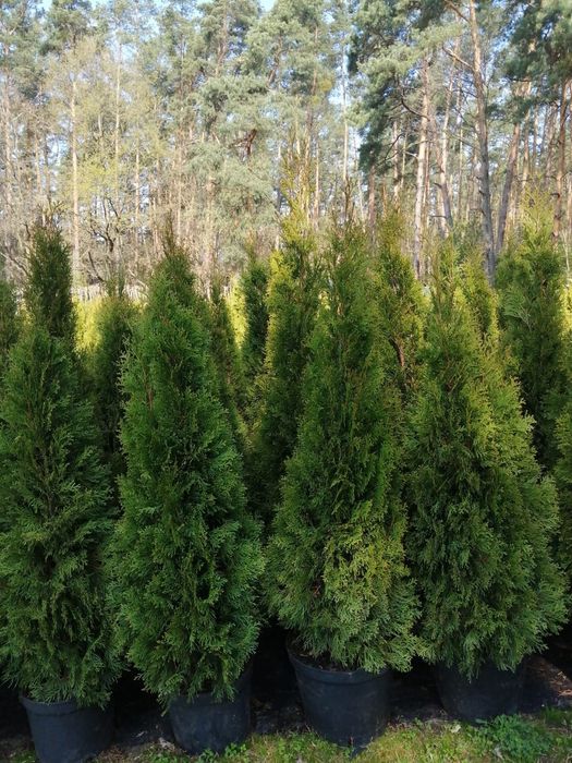 Tuja Thuja Szmaragd 120-130cm Doniczka 7,5L