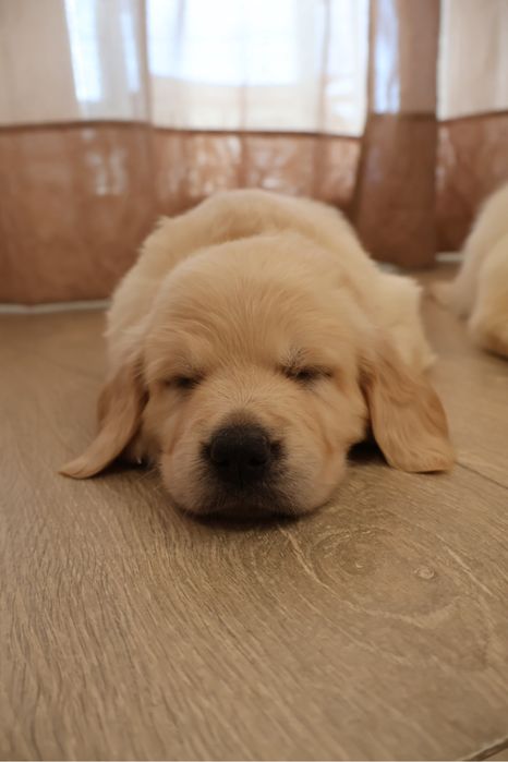 Golden retriever