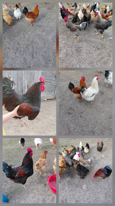 Продам молодих півників