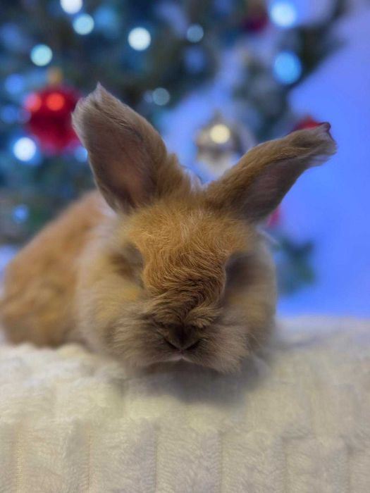 Królik angora angielska YORK